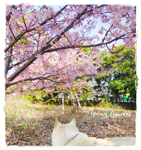f:id:nyan-chuke:20190302145711j:plain f:id:nyan-chuke:20190302145711j:plain