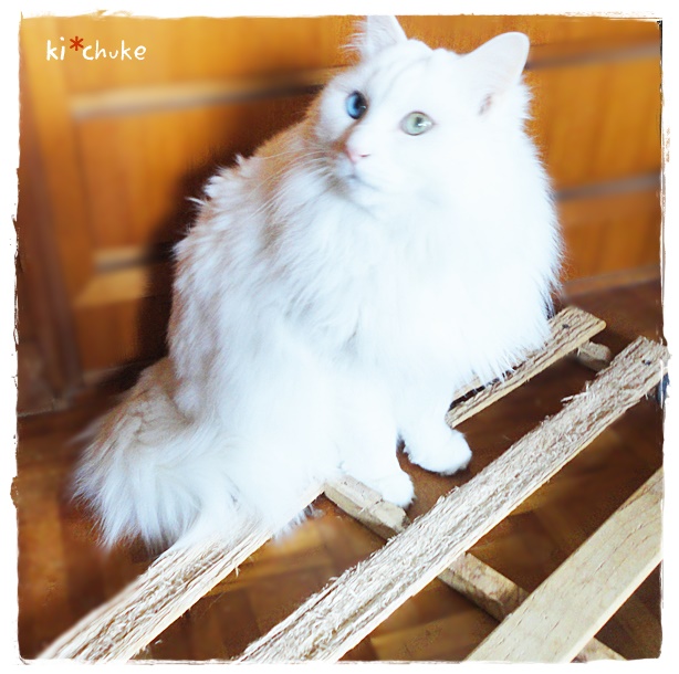 f:id:nyan-chuke:20190306134024j:plain f:id:nyan-chuke:20190306134024j:plain