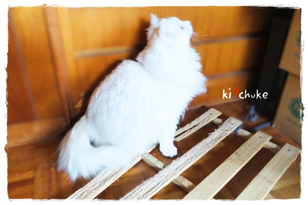 f:id:nyan-chuke:20190306134038j:plain f:id:nyan-chuke:20190306134038j:plain