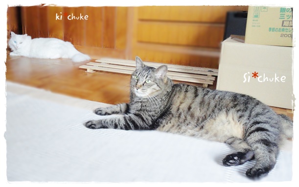 f:id:nyan-chuke:20190306135824j:plain f:id:nyan-chuke:20190306135824j:plain