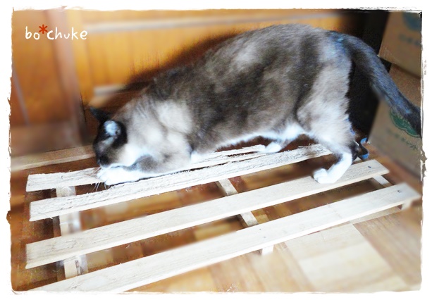 f:id:nyan-chuke:20190306142351j:plain f:id:nyan-chuke:20190306142351j:plain