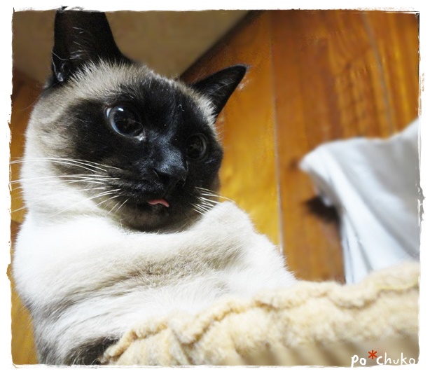 f:id:nyan-chuke:20190306172339j:plain f:id:nyan-chuke:20190306172339j:plain