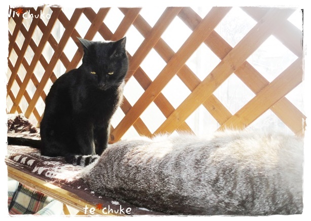 f:id:nyan-chuke:20190306211325j:plain f:id:nyan-chuke:20190306211325j:plain