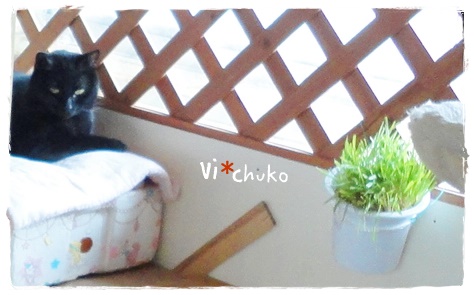 f:id:nyan-chuke:20190307211515j:plain f:id:nyan-chuke:20190307211515j:plain