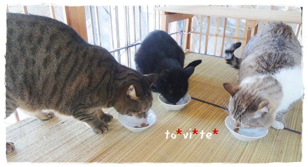 f:id:nyan-chuke:20190310144051j:plain f:id:nyan-chuke:20190310144051j:plain