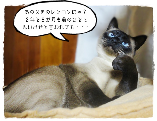 f:id:nyan-chuke:20190312213938j:plain f:id:nyan-chuke:20190312213938j:plain