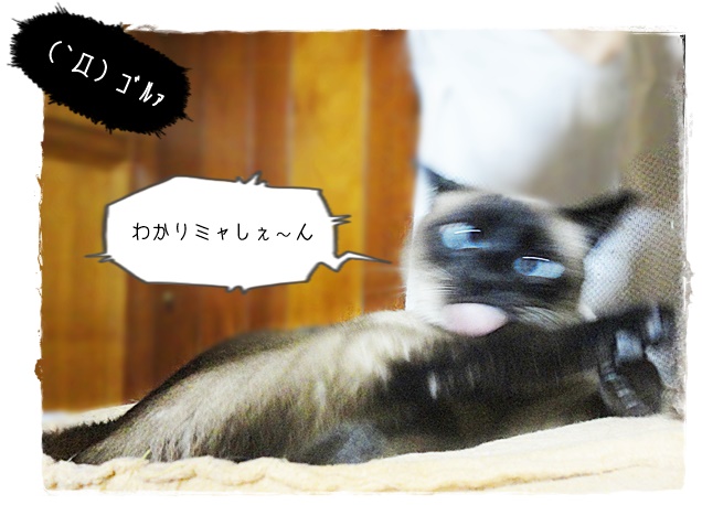 f:id:nyan-chuke:20190312213959j:plain f:id:nyan-chuke:20190312213959j:plain