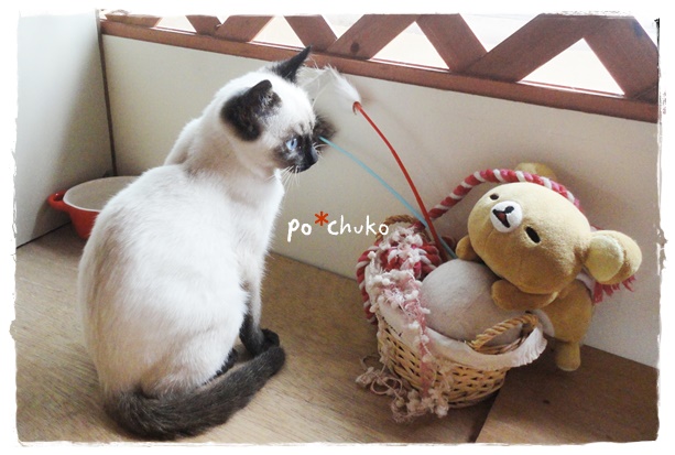 f:id:nyan-chuke:20190314221509j:plain f:id:nyan-chuke:20190314221509j:plain