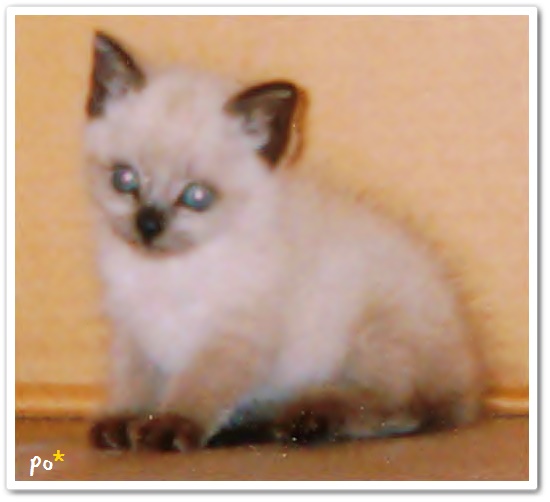 f:id:nyan-chuke:20190320142452j:plain f:id:nyan-chuke:20190320142452j:plain