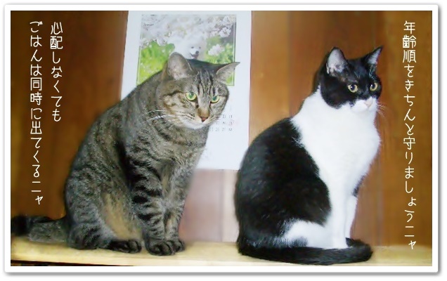 f:id:nyan-chuke:20190320202449j:plain f:id:nyan-chuke:20190320202449j:plain