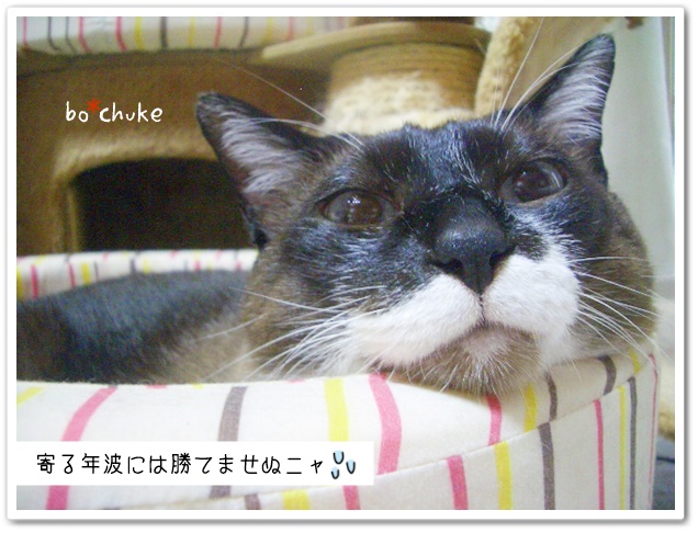 f:id:nyan-chuke:20190320214105j:plain f:id:nyan-chuke:20190320214105j:plain