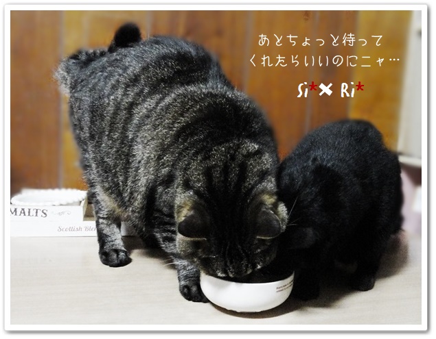 f:id:nyan-chuke:20190320222547j:plain f:id:nyan-chuke:20190320222547j:plain