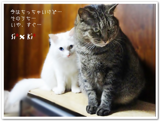 f:id:nyan-chuke:20190320223947j:plain f:id:nyan-chuke:20190320223947j:plain