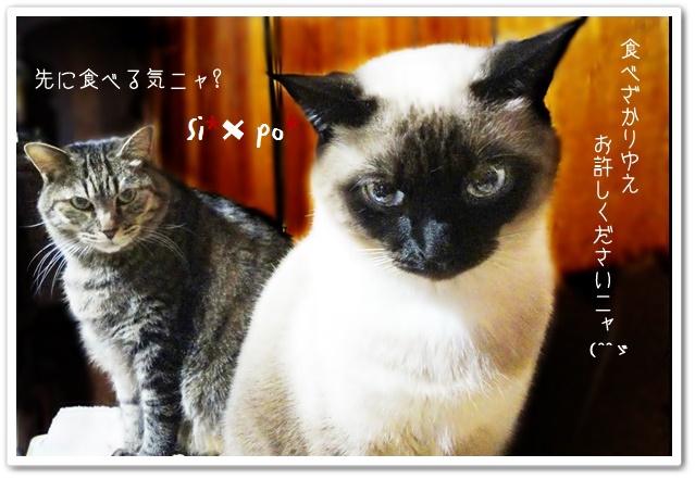 f:id:nyan-chuke:20190320224138j:plain f:id:nyan-chuke:20190320224138j:plain