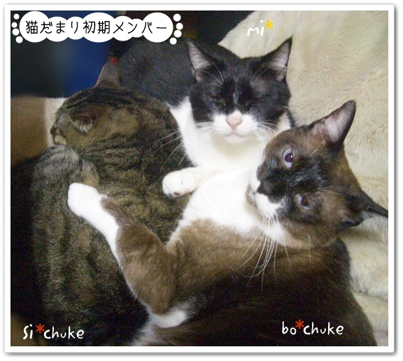 f:id:nyan-chuke:20190321125840j:plain f:id:nyan-chuke:20190321125840j:plain