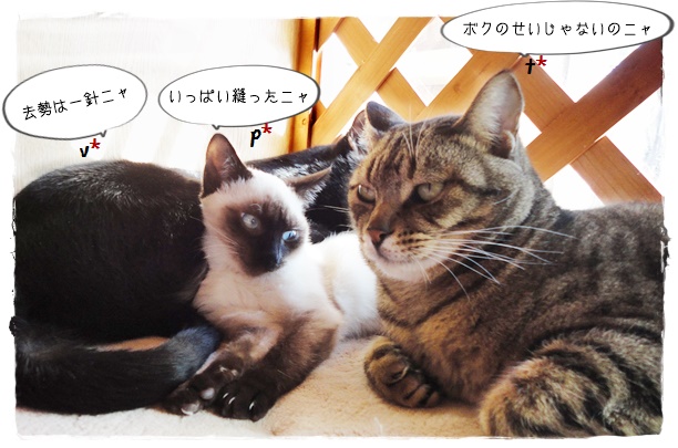f:id:nyan-chuke:20190323135209j:plain f:id:nyan-chuke:20190323135209j:plain