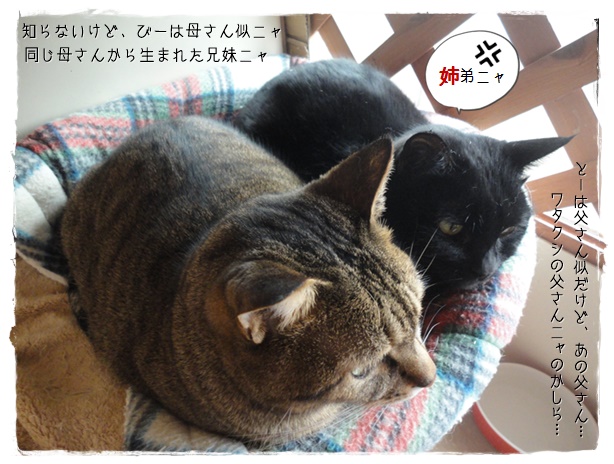 f:id:nyan-chuke:20190323164411j:plain f:id:nyan-chuke:20190323164411j:plain