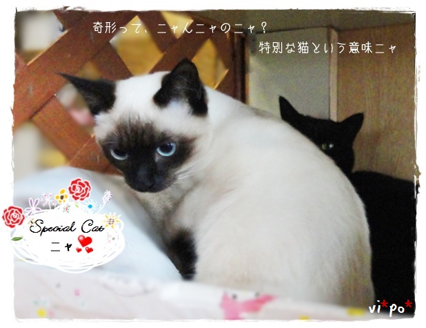 f:id:nyan-chuke:20190323195211j:plain f:id:nyan-chuke:20190323195211j:plain