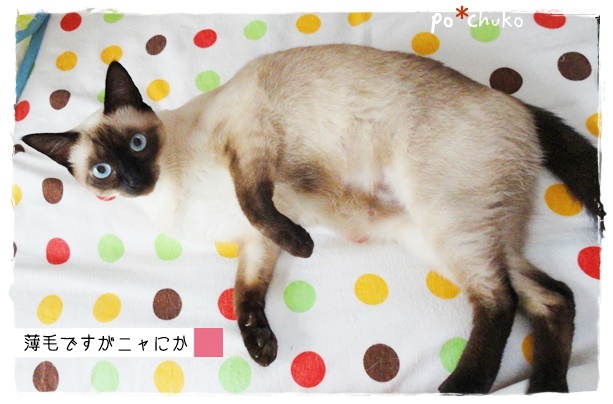 f:id:nyan-chuke:20190323195943j:plain f:id:nyan-chuke:20190323195943j:plain