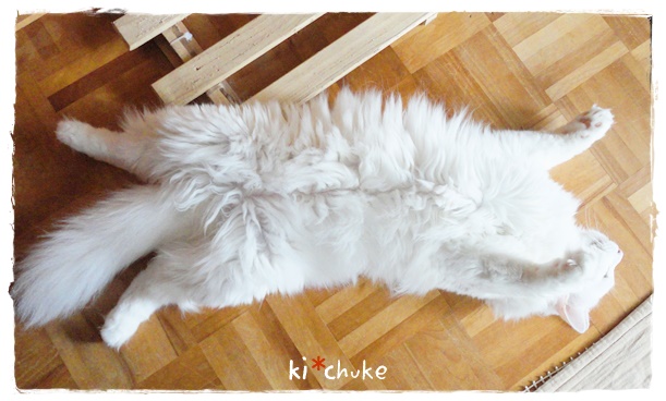 f:id:nyan-chuke:20190325150405j:plain f:id:nyan-chuke:20190325150405j:plain