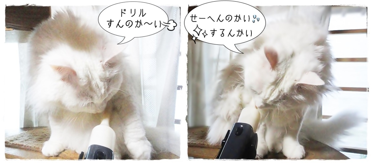 f:id:nyan-chuke:20190325212026j:plain f:id:nyan-chuke:20190325212026j:plain