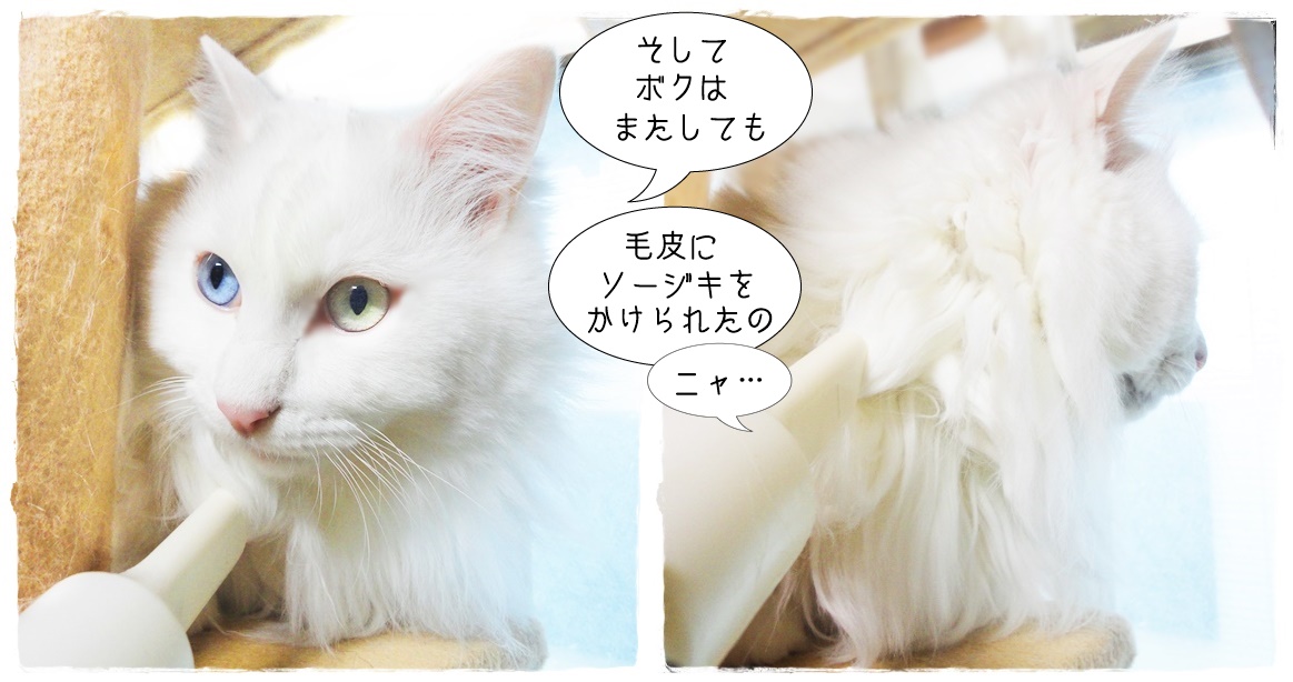 f:id:nyan-chuke:20190325213621j:plain f:id:nyan-chuke:20190325213621j:plain