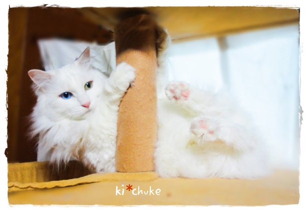 f:id:nyan-chuke:20190325215137j:plain f:id:nyan-chuke:20190325215137j:plain