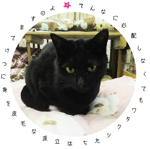 f:id:nyan-chuke:20190327231600j:plain f:id:nyan-chuke:20190327231600j:plain