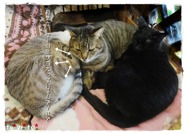 f:id:nyan-chuke:20190327233903j:plain f:id:nyan-chuke:20190327233903j:plain