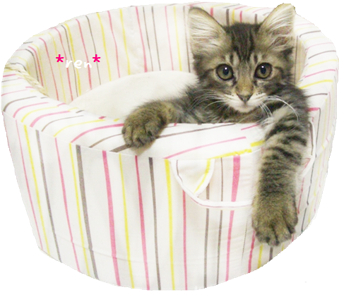 f:id:nyan-chuke:20190331192944p:plain f:id:nyan-chuke:20190331192944p:plain