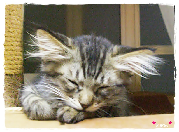 f:id:nyan-chuke:20190331195943j:plain f:id:nyan-chuke:20190331195943j:plain