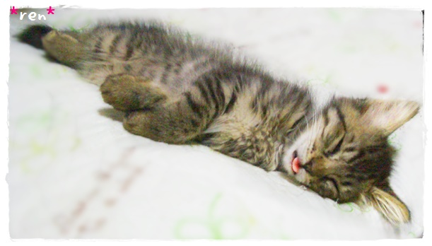 f:id:nyan-chuke:20190331202918j:plain f:id:nyan-chuke:20190331202918j:plain