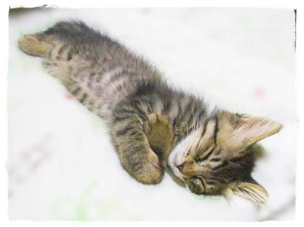 f:id:nyan-chuke:20190331215739j:plain f:id:nyan-chuke:20190331215739j:plain
