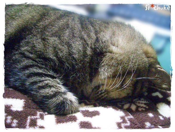 f:id:nyan-chuke:20190403001519j:plain f:id:nyan-chuke:20190403001519j:plain
