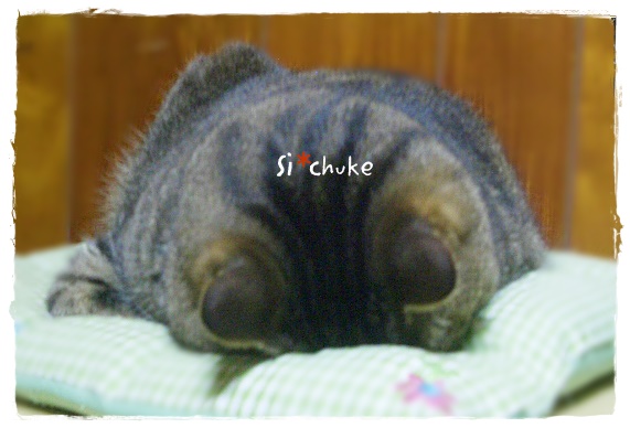 f:id:nyan-chuke:20190403001546j:plain f:id:nyan-chuke:20190403001546j:plain