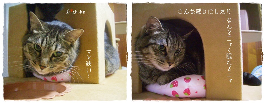 f:id:nyan-chuke:20190403225419j:plain f:id:nyan-chuke:20190403225419j:plain