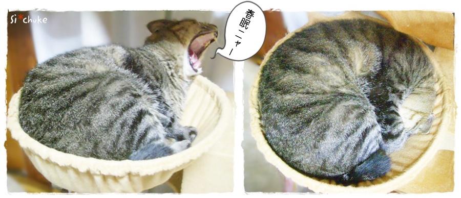f:id:nyan-chuke:20190404000826j:plain f:id:nyan-chuke:20190404000826j:plain