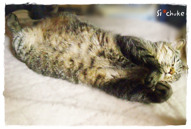 f:id:nyan-chuke:20190404170954j:plain f:id:nyan-chuke:20190404170954j:plain