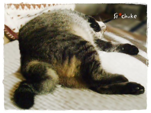 f:id:nyan-chuke:20190404171727j:plain f:id:nyan-chuke:20190404171727j:plain