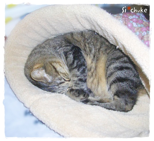 f:id:nyan-chuke:20190404171823j:plain f:id:nyan-chuke:20190404171823j:plain