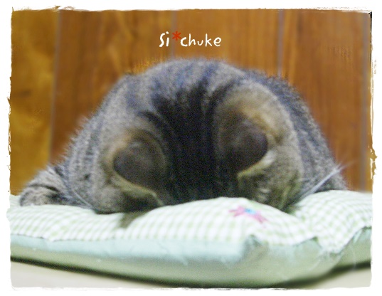f:id:nyan-chuke:20190404201539j:plain f:id:nyan-chuke:20190404201539j:plain
