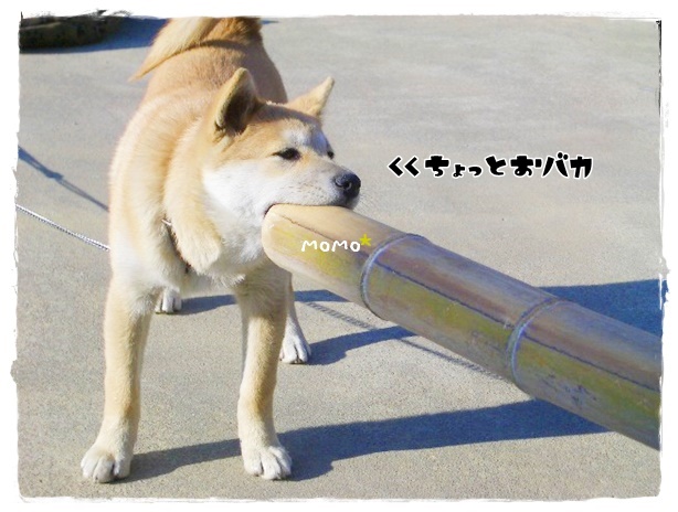 f:id:nyan-chuke:20190410160314j:plain f:id:nyan-chuke:20190410160314j:plain