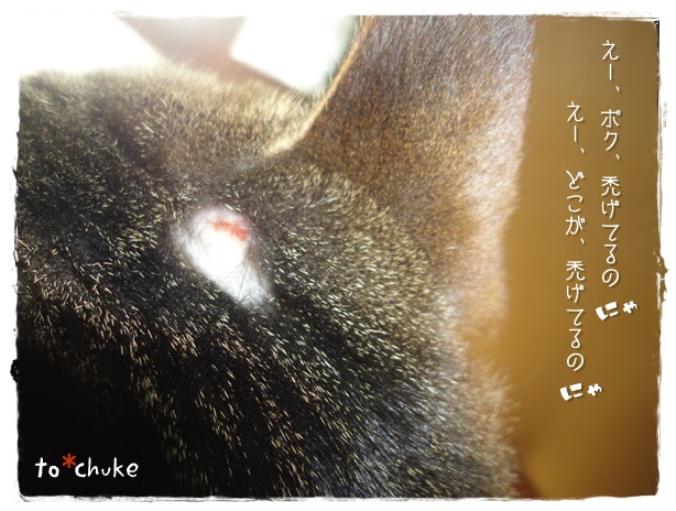f:id:nyan-chuke:20190412221434j:plain f:id:nyan-chuke:20190412221434j:plain