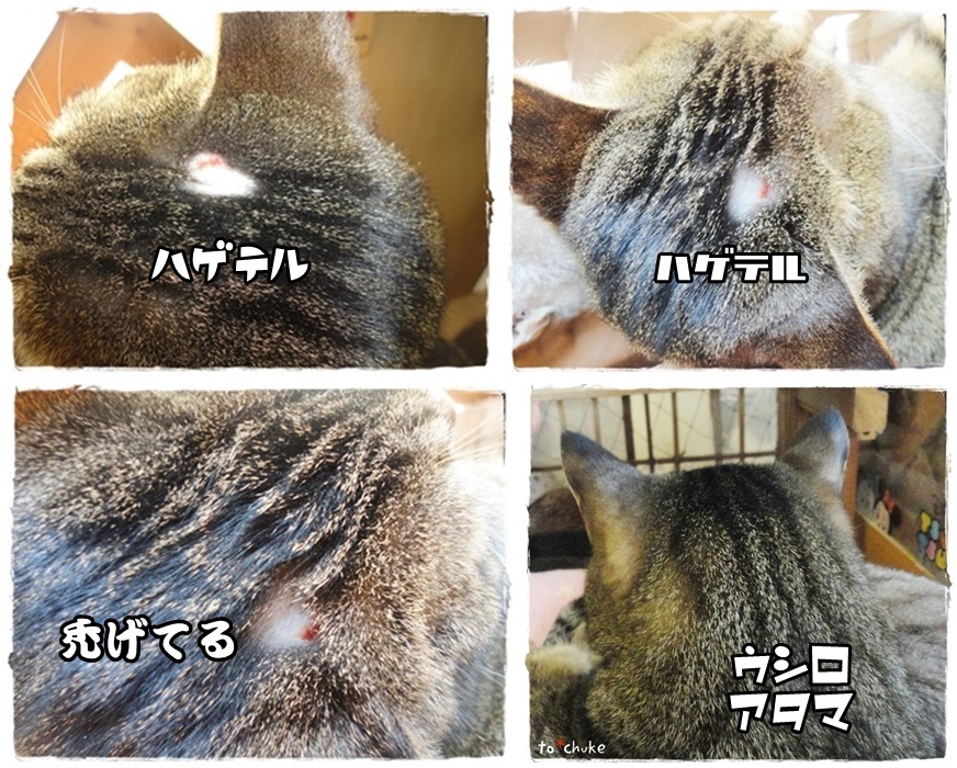 f:id:nyan-chuke:20190412225725j:plain f:id:nyan-chuke:20190412225725j:plain