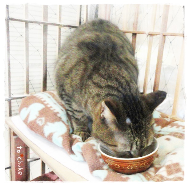 f:id:nyan-chuke:20190412230344j:plain f:id:nyan-chuke:20190412230344j:plain