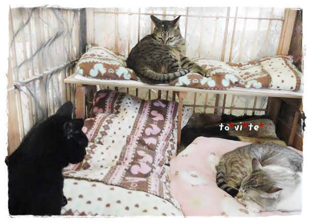 f:id:nyan-chuke:20190412230512j:plain f:id:nyan-chuke:20190412230512j:plain