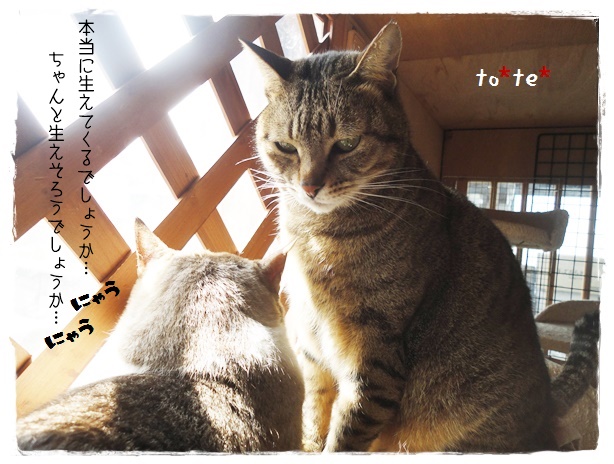 f:id:nyan-chuke:20190413010439j:plain f:id:nyan-chuke:20190413010439j:plain