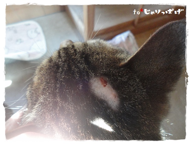 f:id:nyan-chuke:20190418004710j:plain f:id:nyan-chuke:20190418004710j:plain