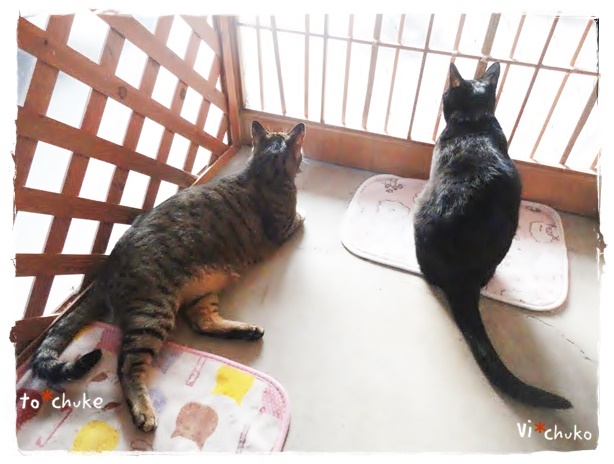 f:id:nyan-chuke:20190418213043j:plain f:id:nyan-chuke:20190418213043j:plain