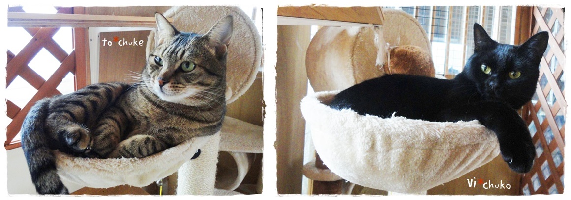 f:id:nyan-chuke:20190418222229j:plain f:id:nyan-chuke:20190418222229j:plain